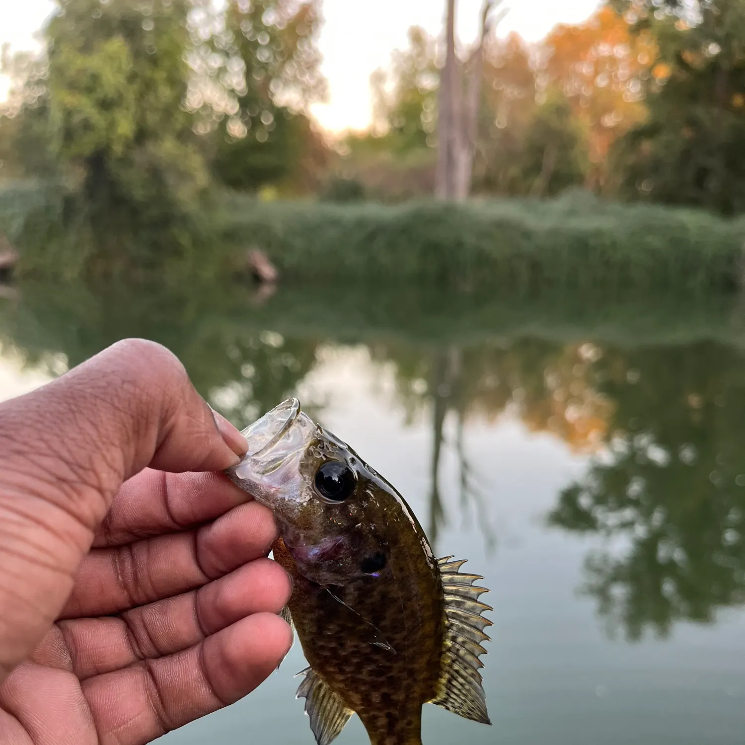 Warmouth caught on Fishbrain