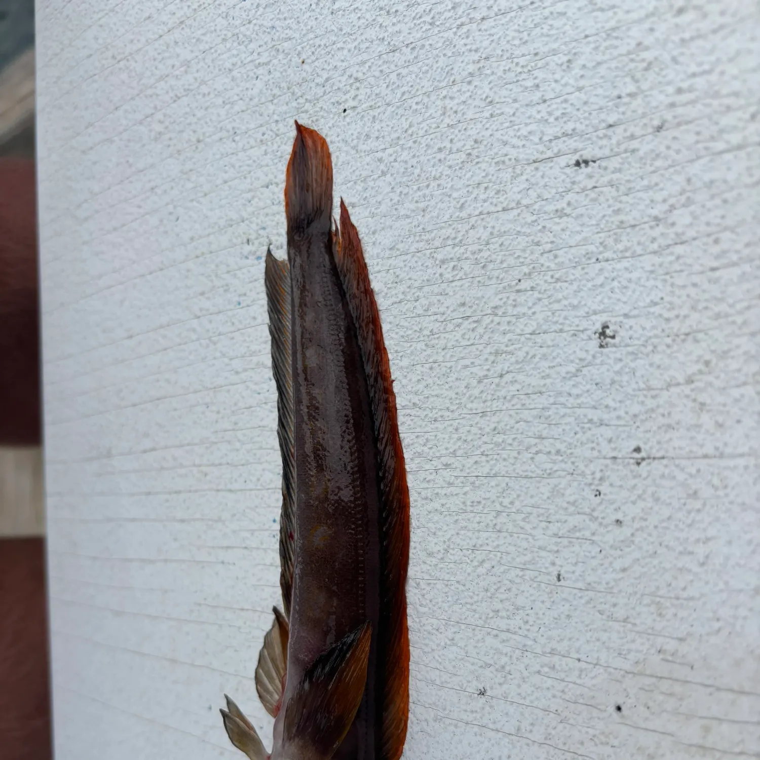 The most recent Northern ronquil catches on Fishbrain