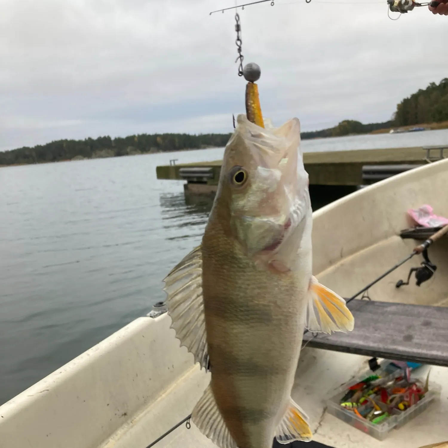 European perch caught on Fishbrain