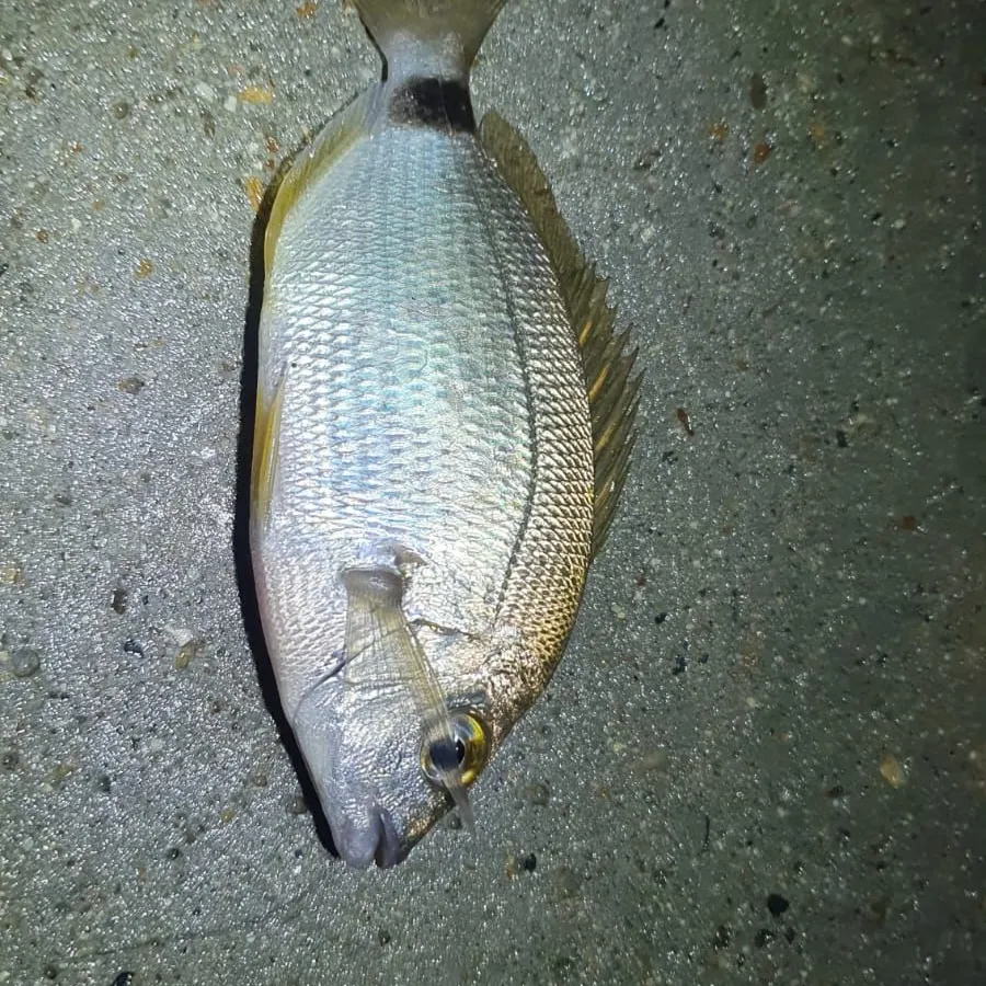 The most recent Cape white seabream catches on Fishbrain