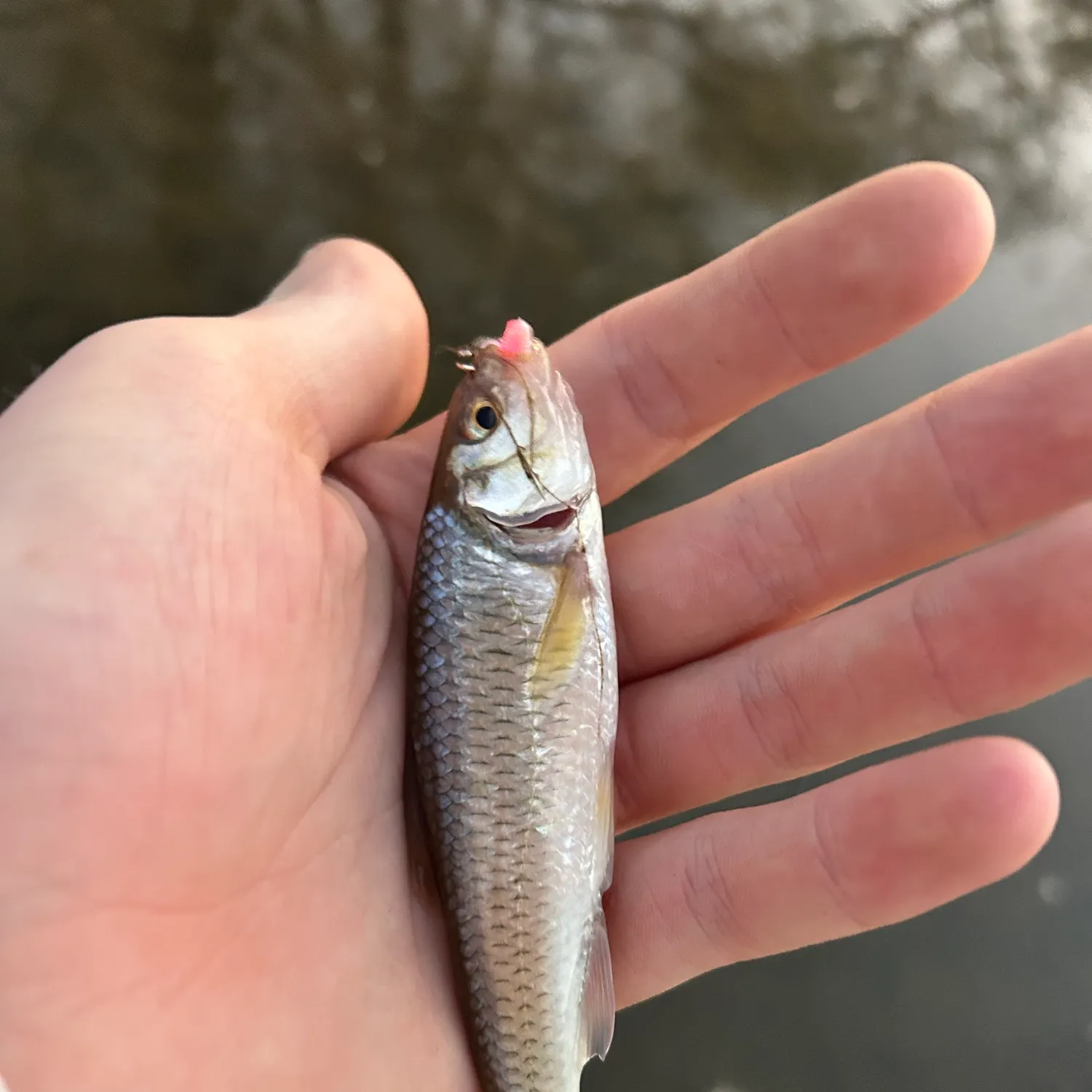 Striped shiner caught on Fishbrain