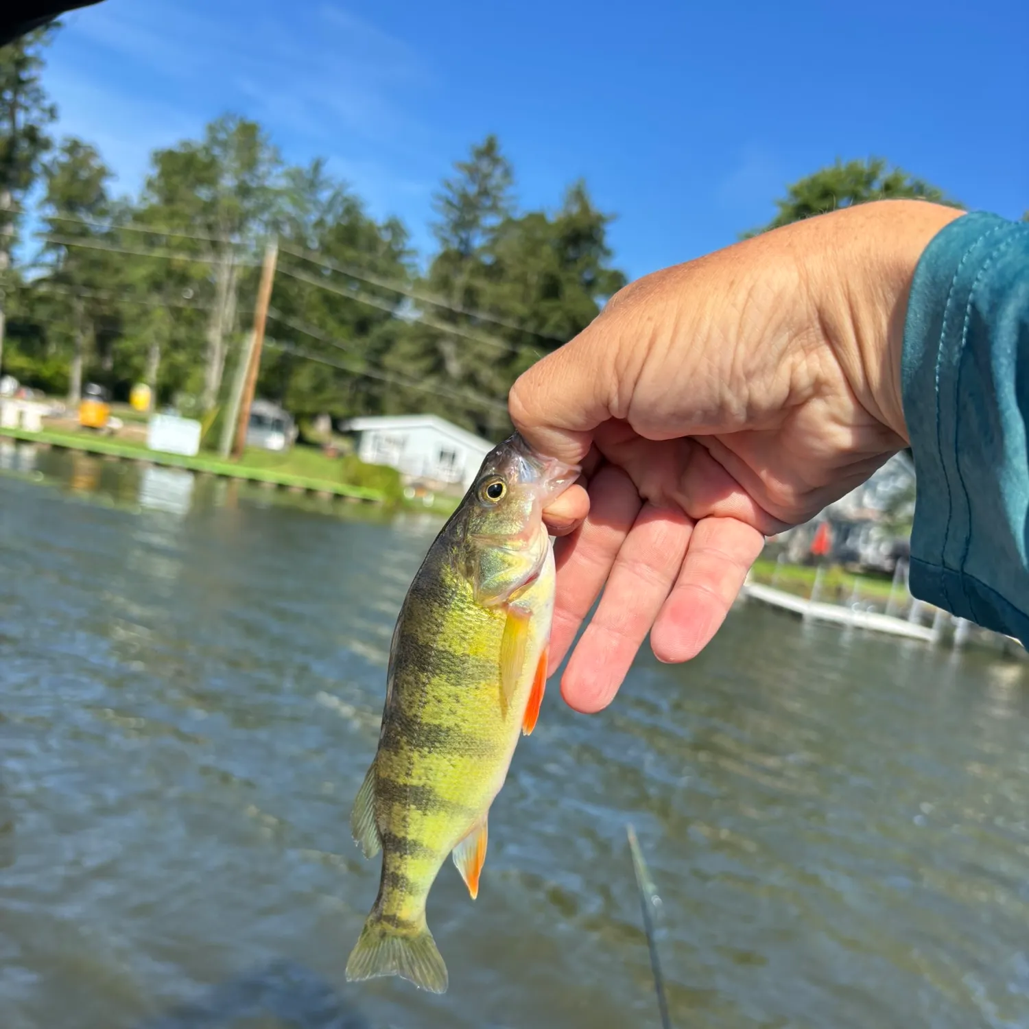Yellow perch caught on Fishbrain