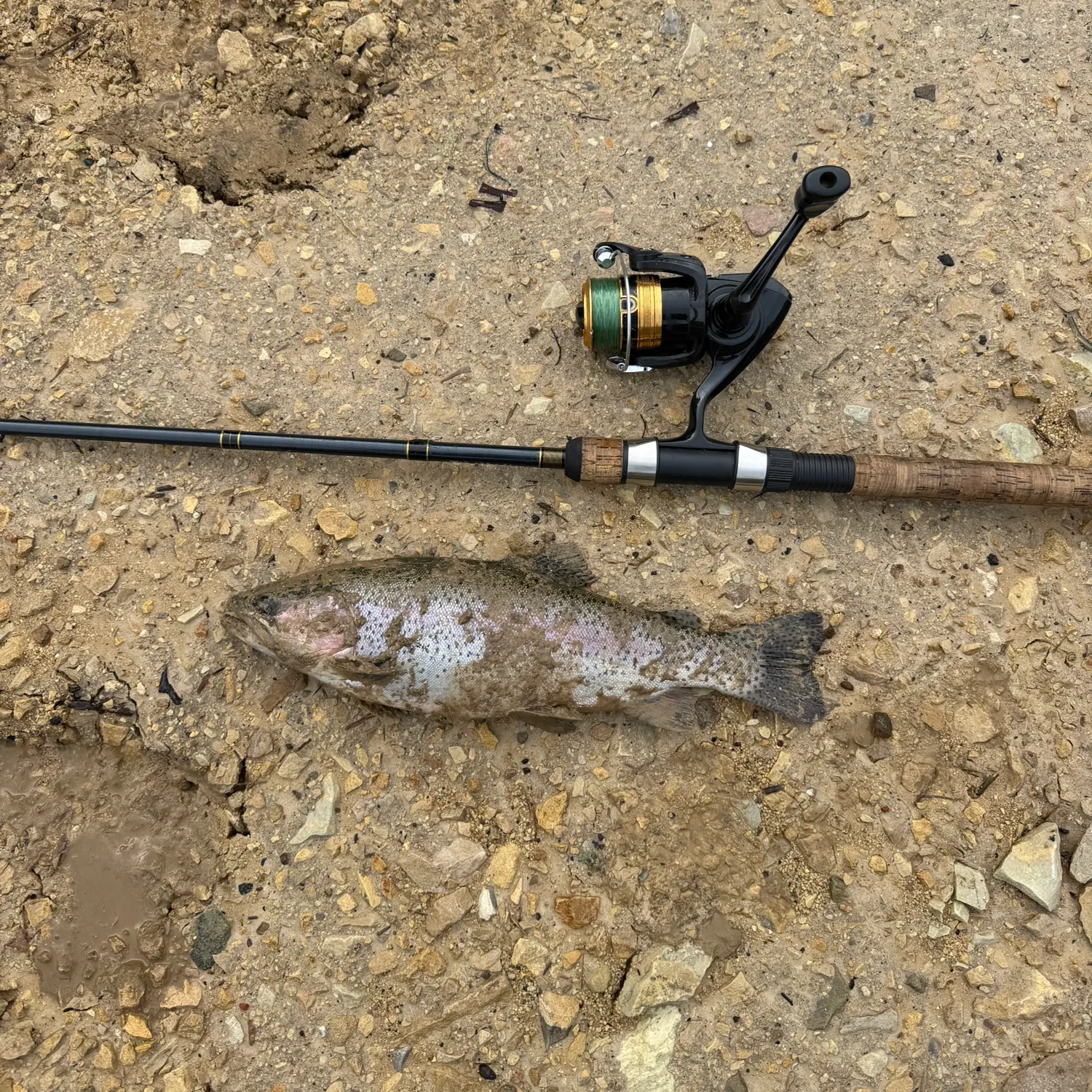 Rainbow trout caught on Fishbrain