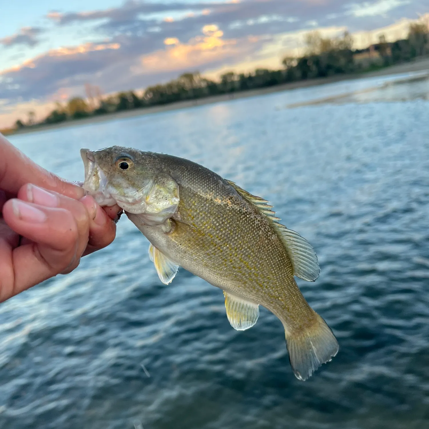 Smallmouth bass caught on Fishbrain