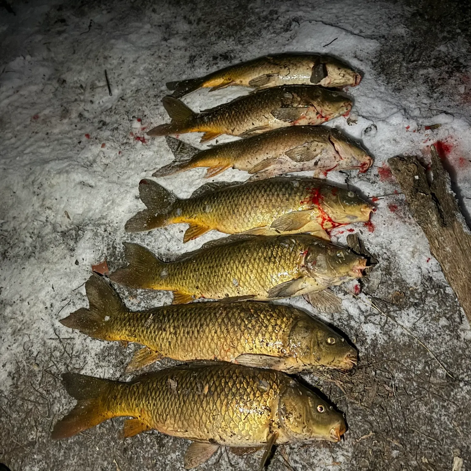 recently logged catches