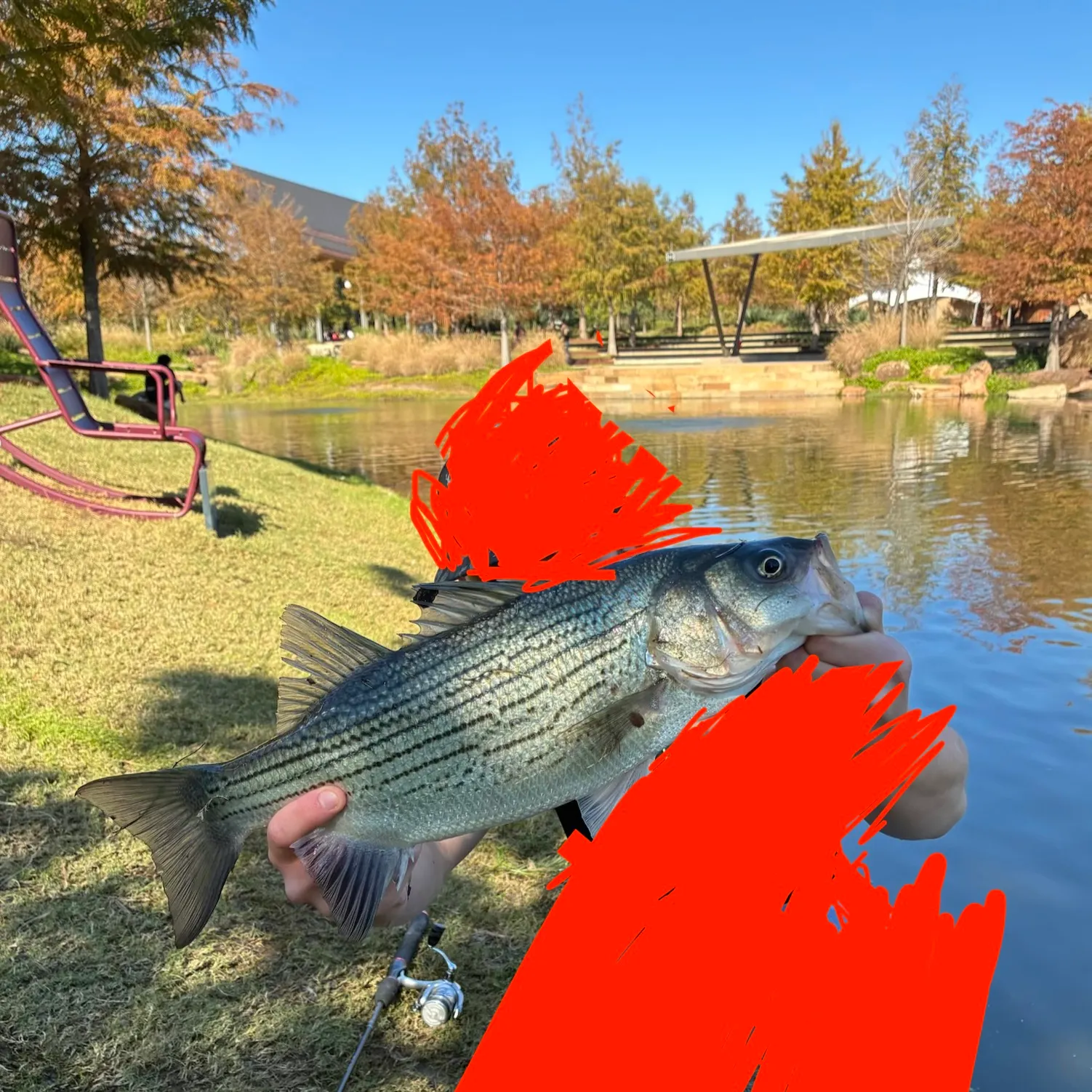 The most recent Hybrid striped bass catches on Fishbrain