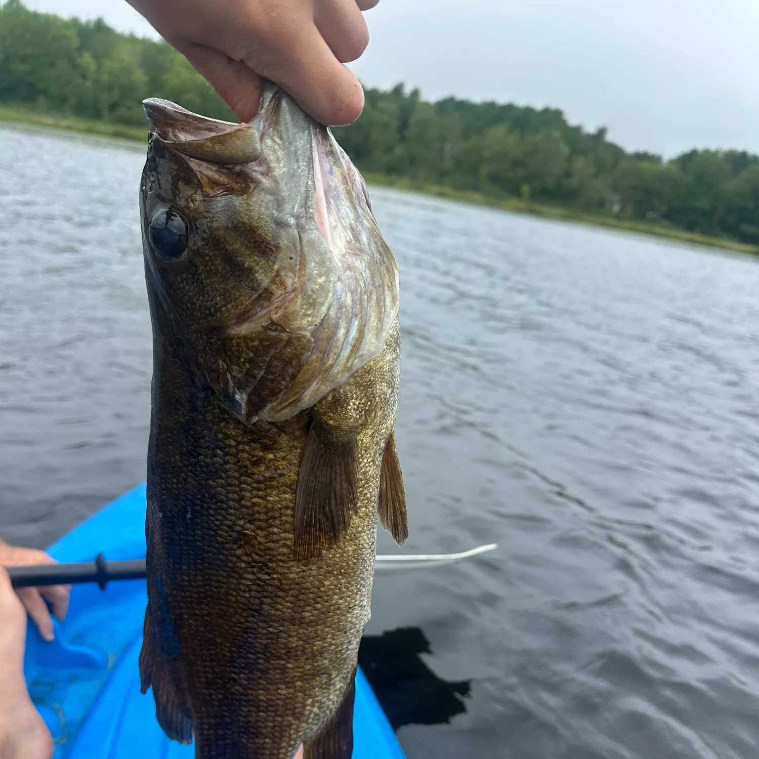 Smallmouth bass caught on Fishbrain