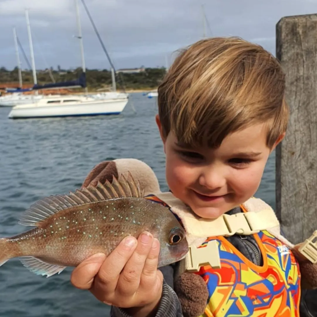 Australasian snapper caught on Fishbrain