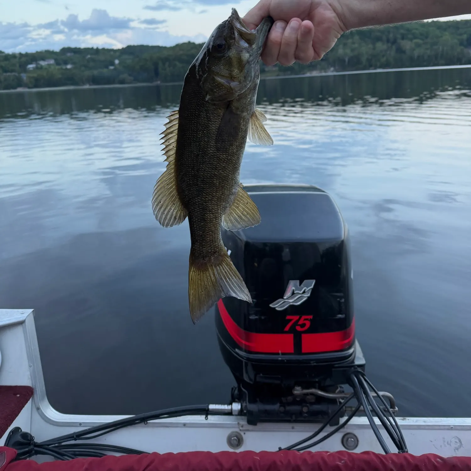Fish caught on Fishbrain