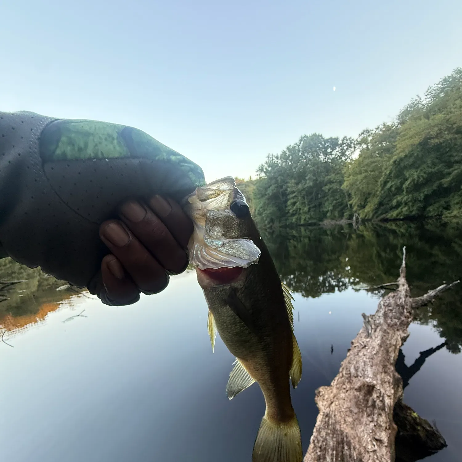 Largemouth bass caught on Fishbrain
