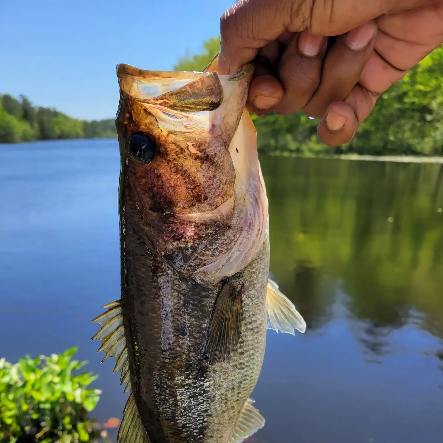 angler catch