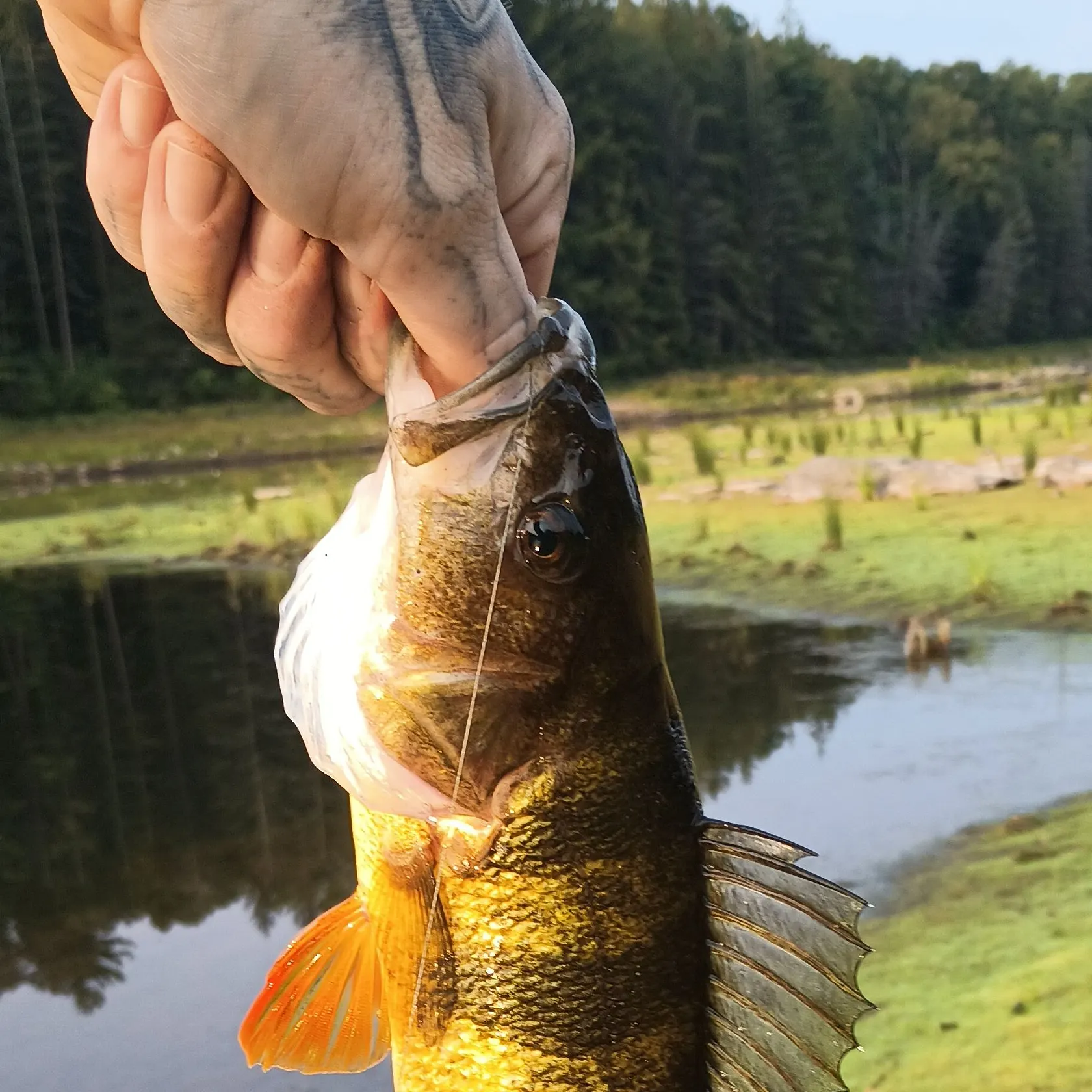 catch