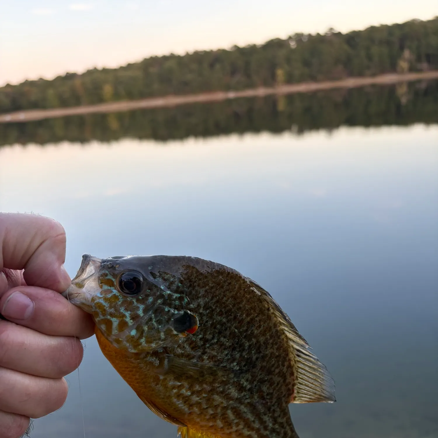 Pumpkinseed caught on Fishbrain