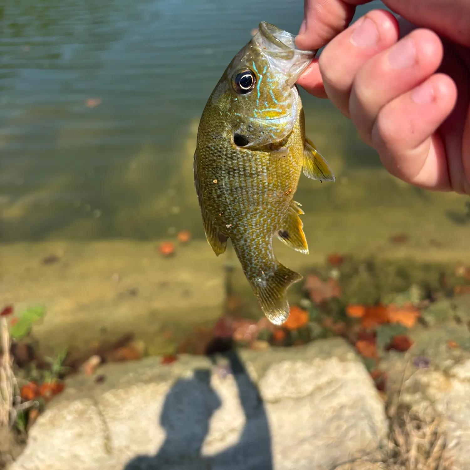 Green sunfish caught on Fishbrain