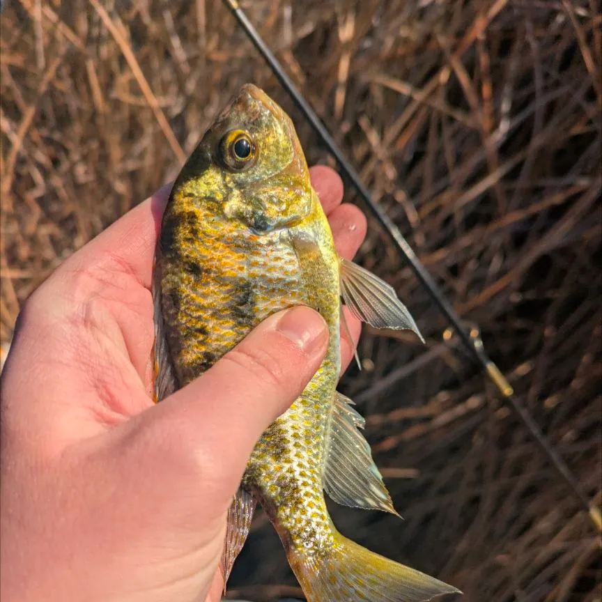 The most recent Convict cichlid catches on Fishbrain