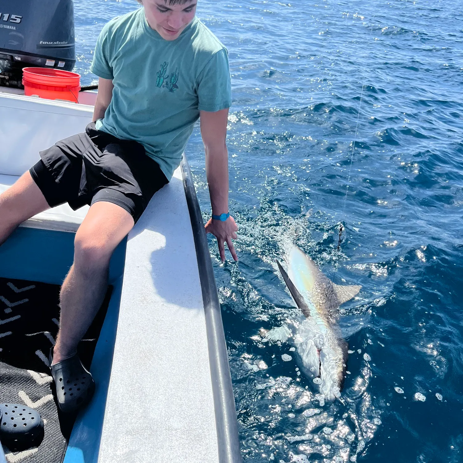 The most recent Caribbean reef shark catches on Fishbrain