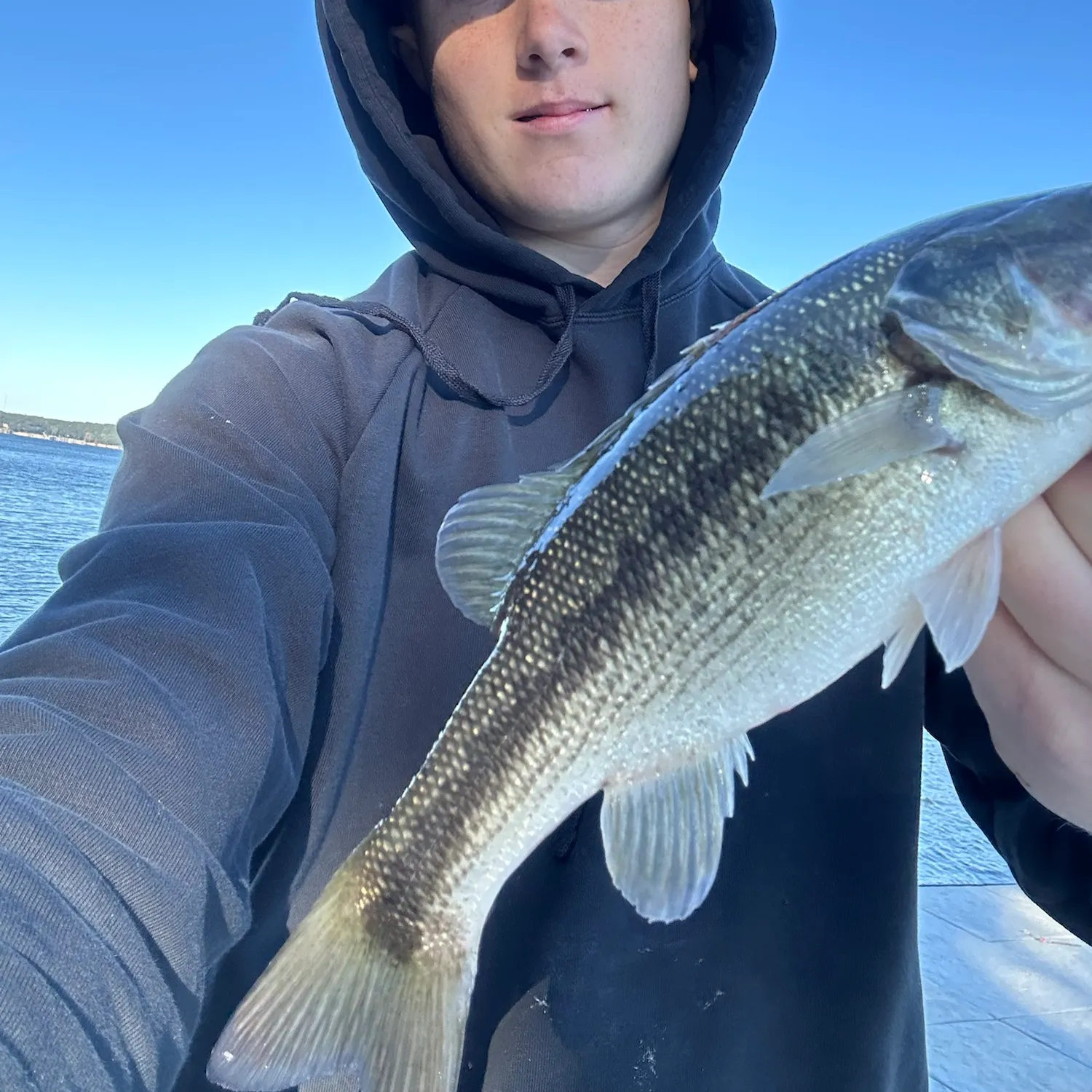 Spotted bass caught on Fishbrain