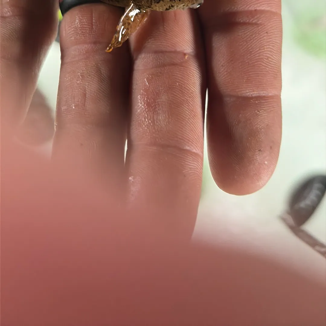 The most recent Round goby catches on Fishbrain