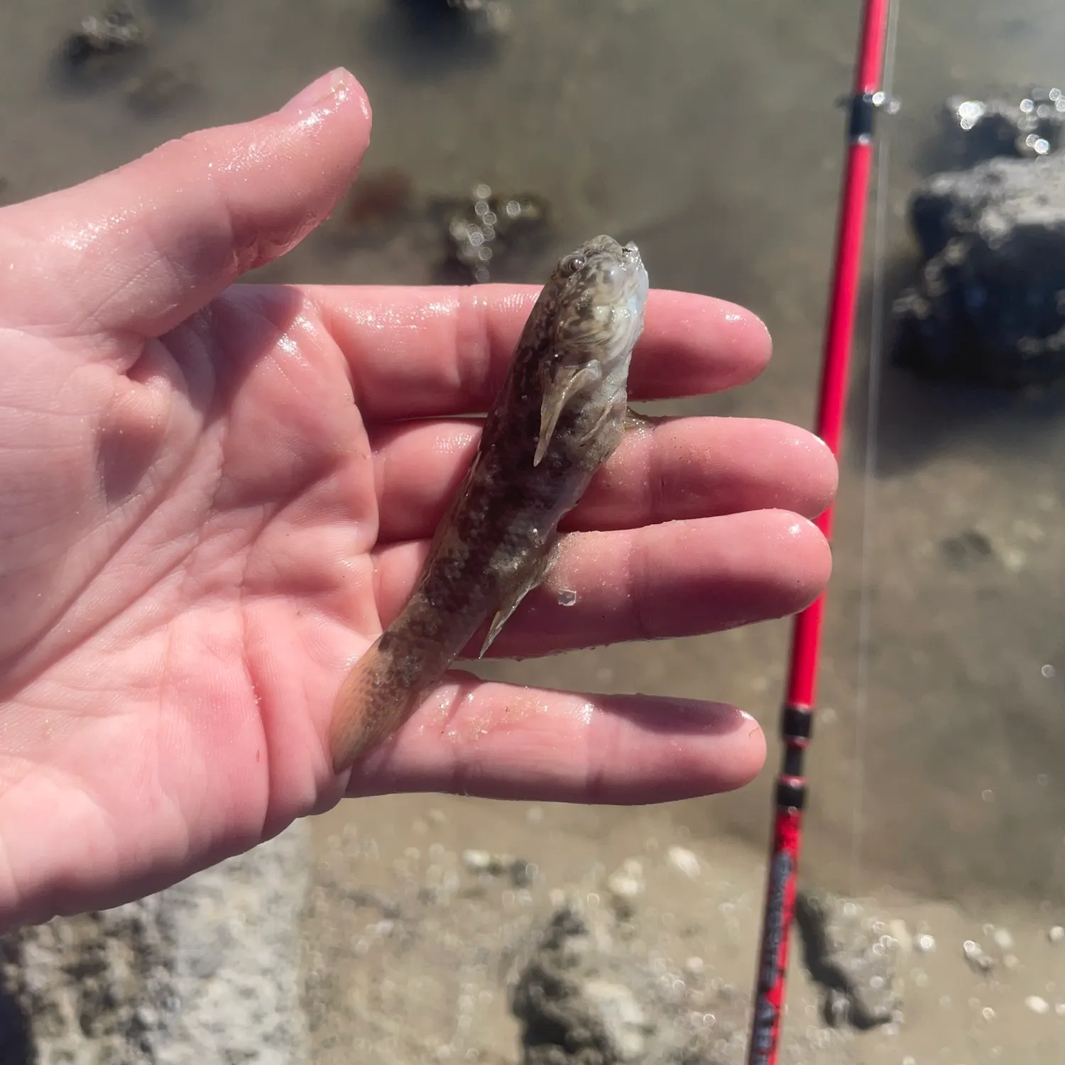 The most recent Round goby catches on Fishbrain