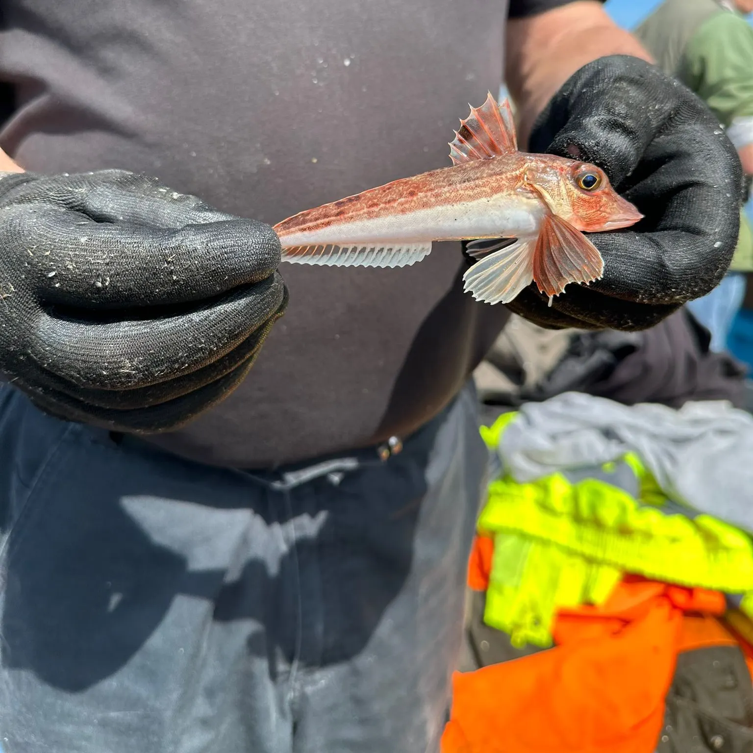 The most recent Red gurnard catches on Fishbrain
