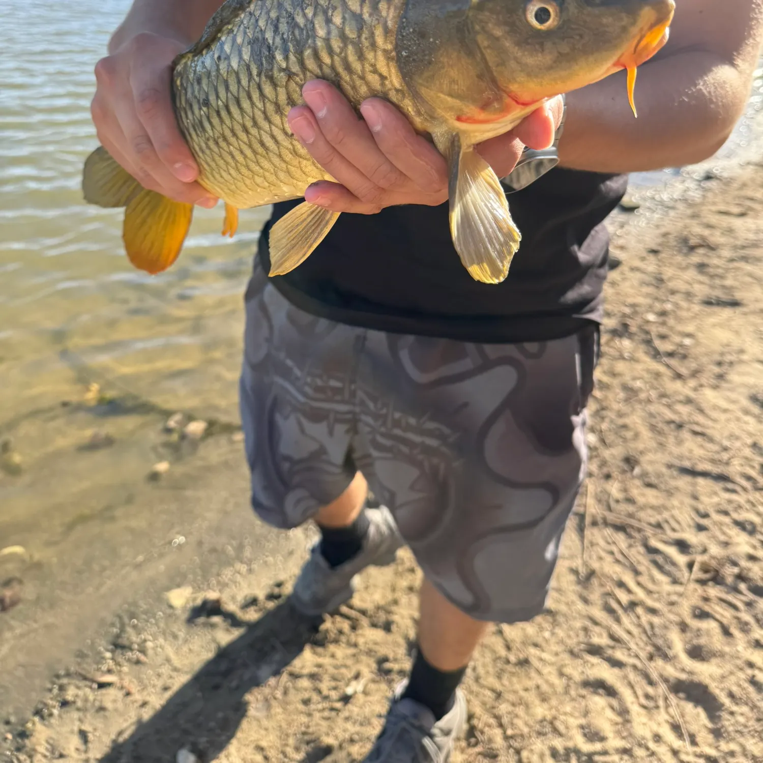 Common carp caught on Fishbrain
