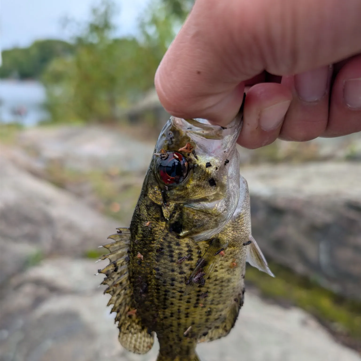 Rock bass caught on Fishbrain