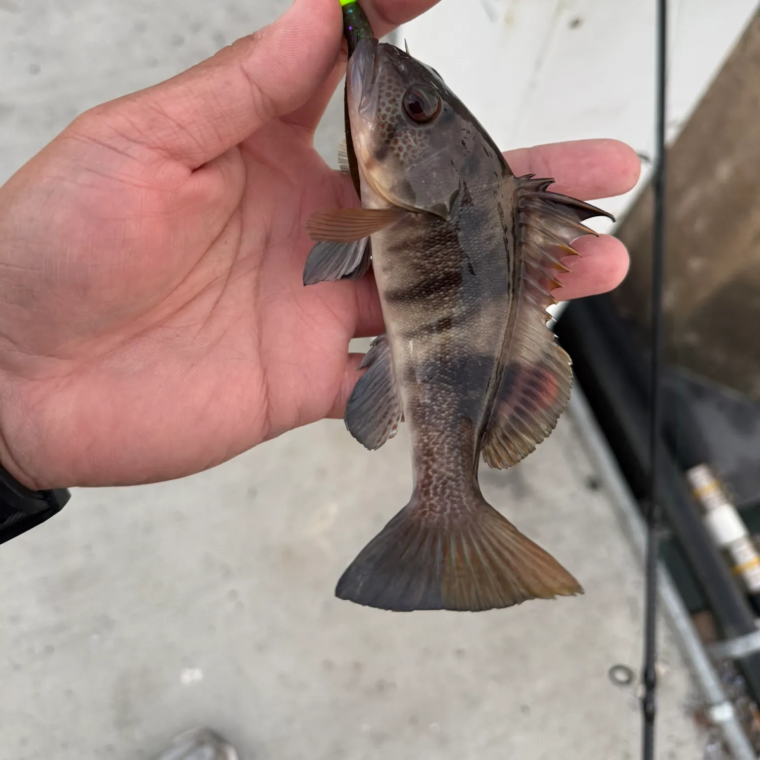 Barred sand bass caught on Fishbrain