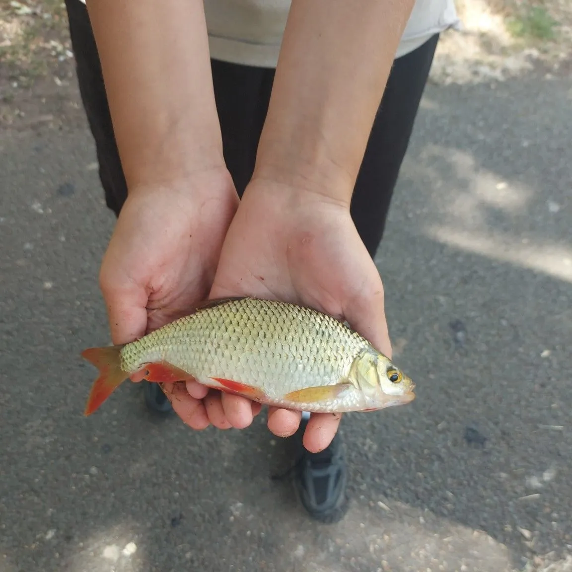 Common rudd caught on Fishbrain