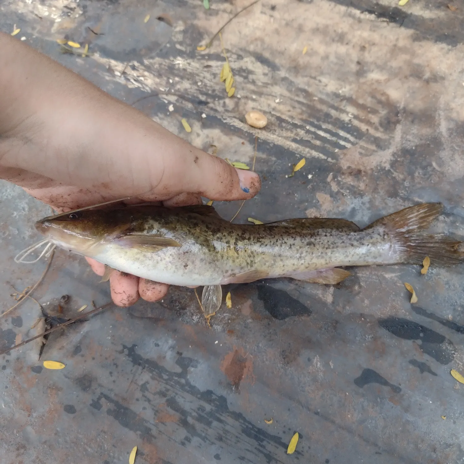 The most recent Pale catfish catches on Fishbrain