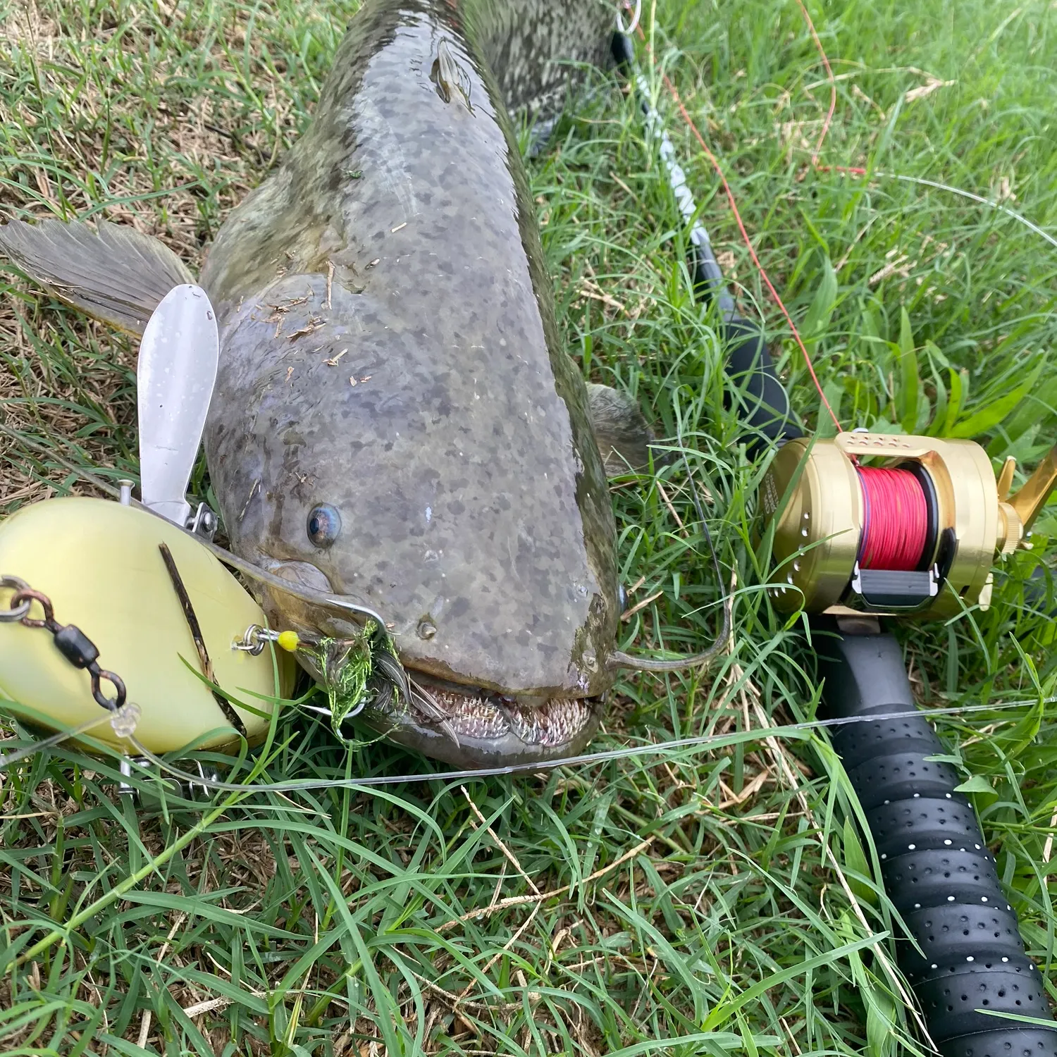 Fish caught on Fishbrain