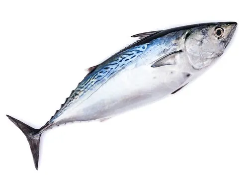 Bonito