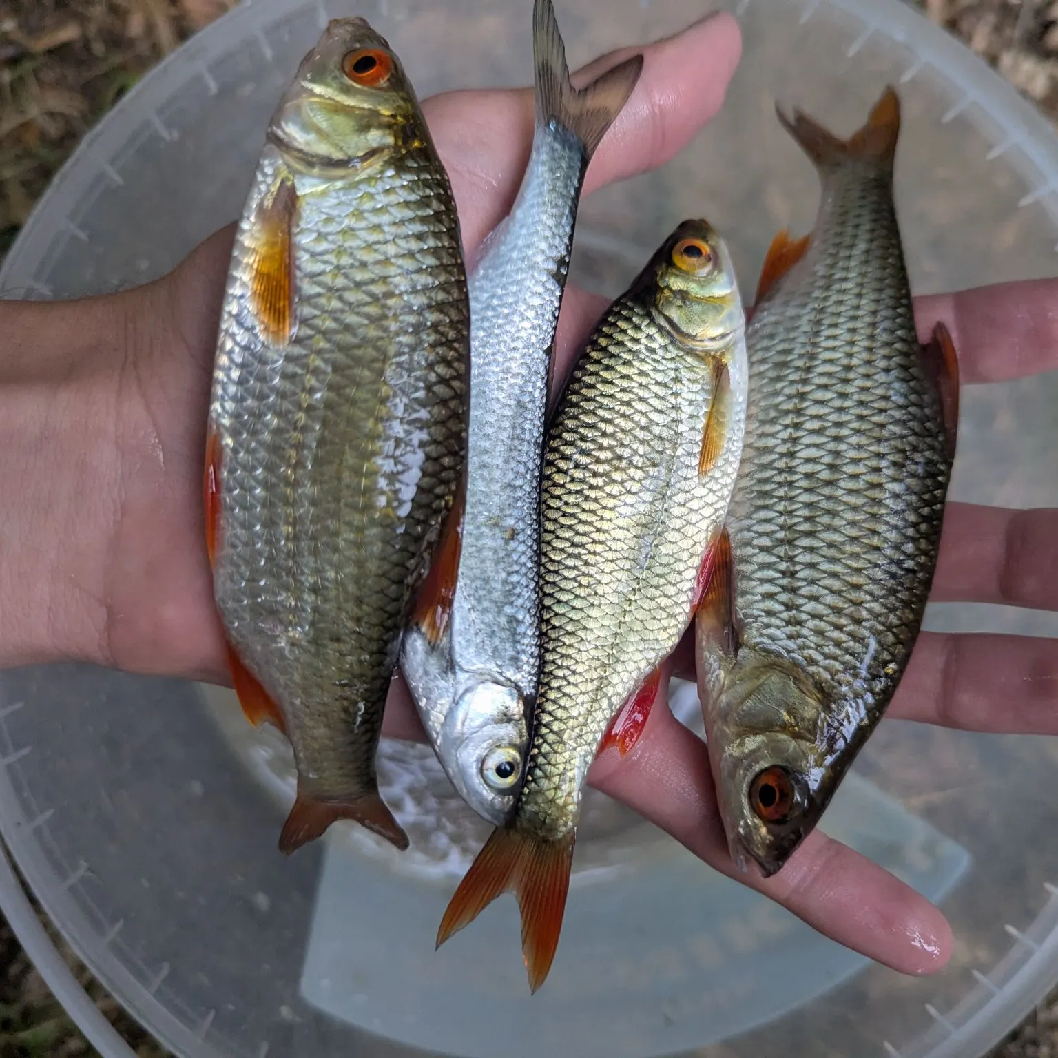 Common roach caught on Fishbrain