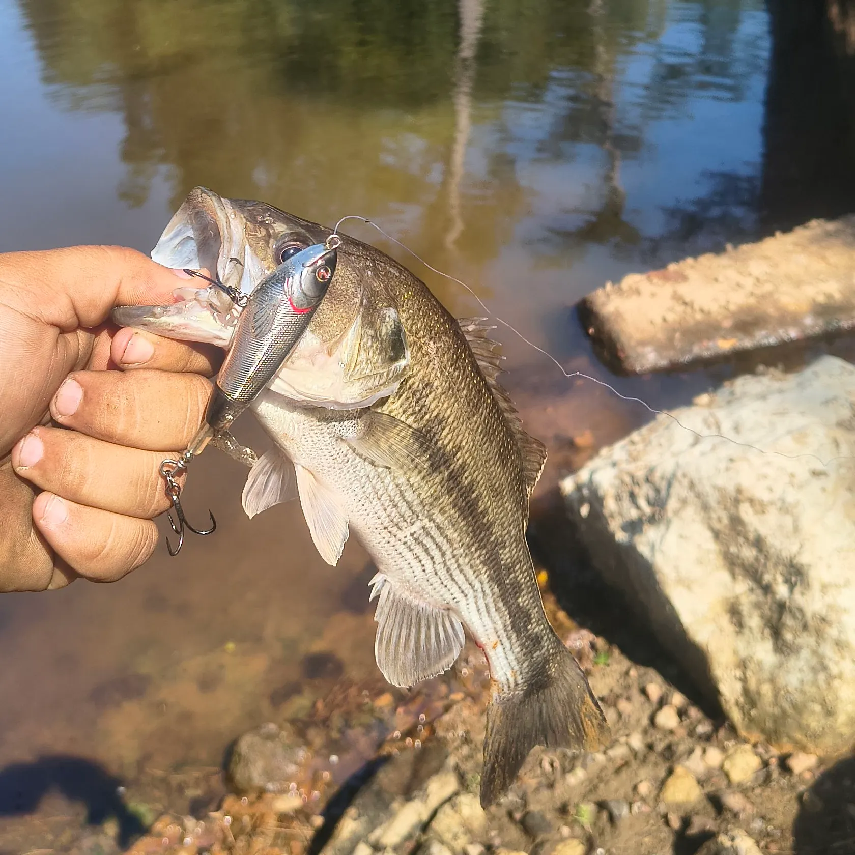 Largemouth bass caught on Fishbrain