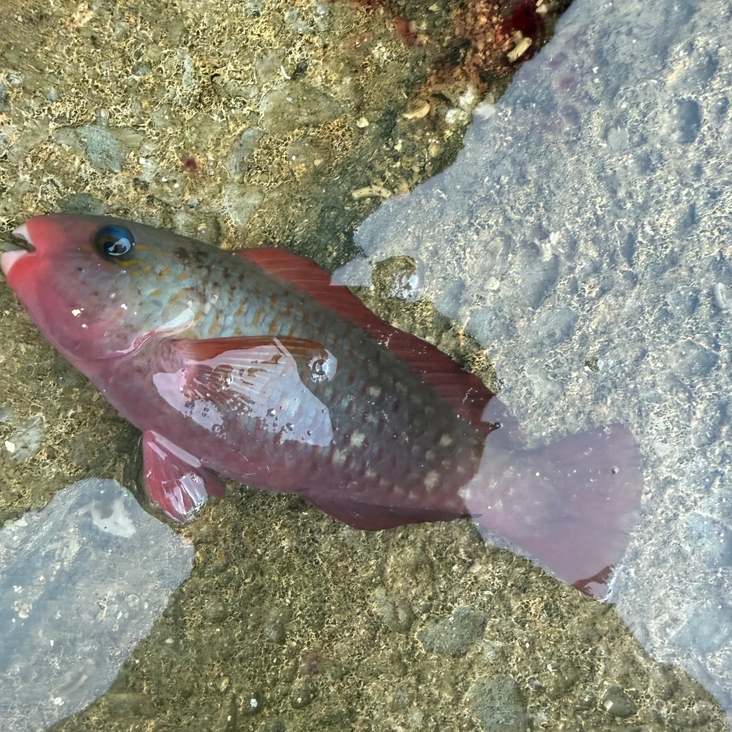 The most recent Bicolour parrotfish catches on Fishbrain