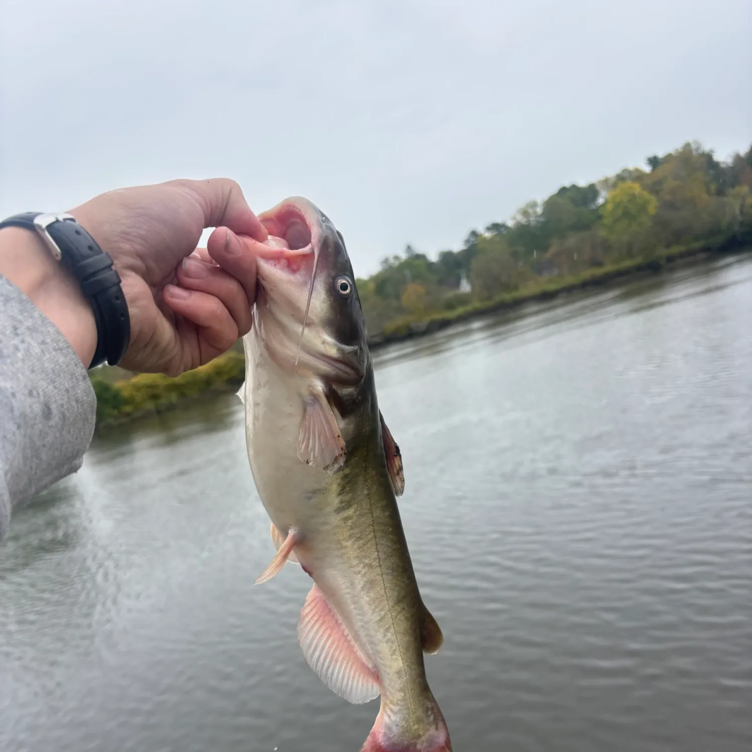 White bullhead caught on Fishbrain