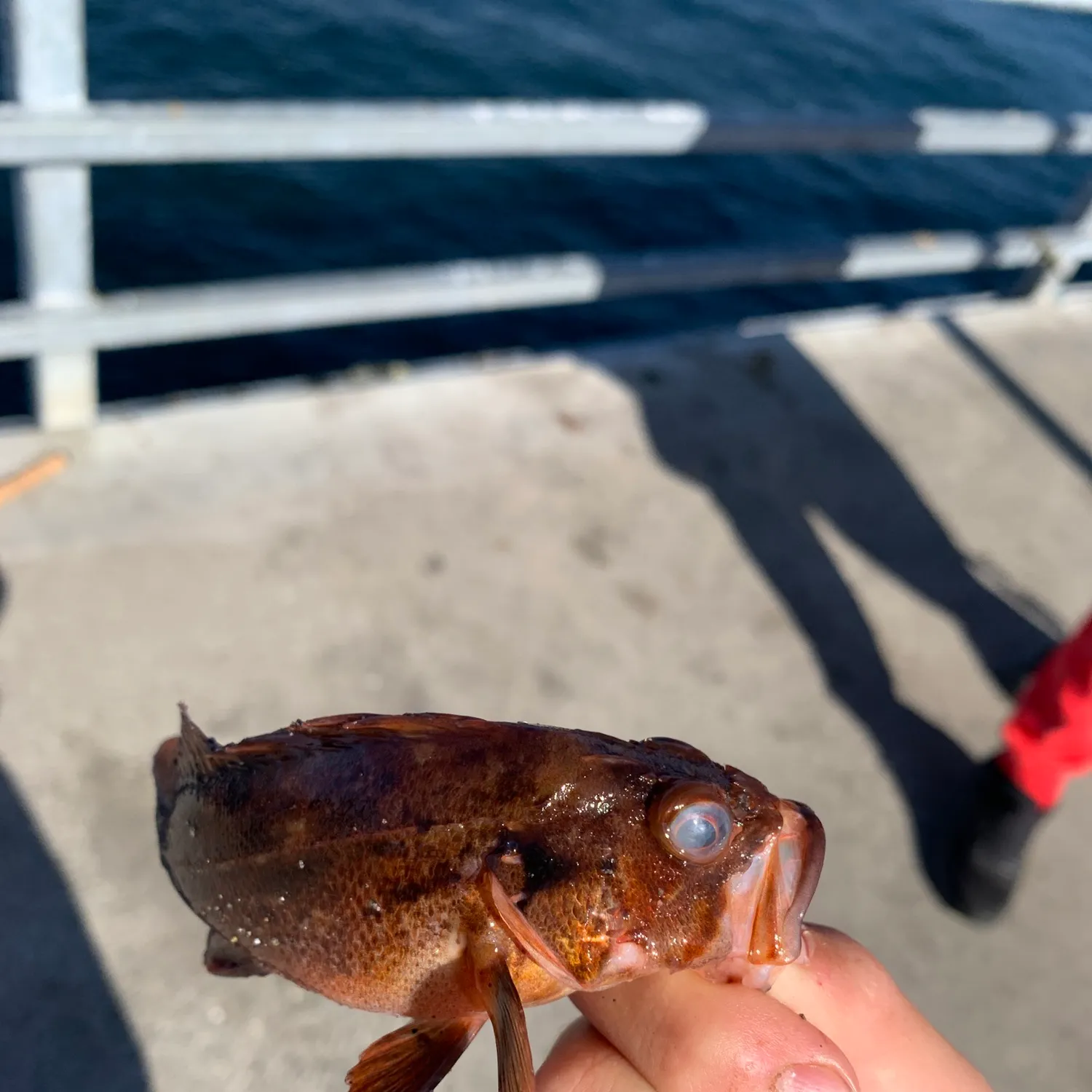Copper rockfish caught on Fishbrain