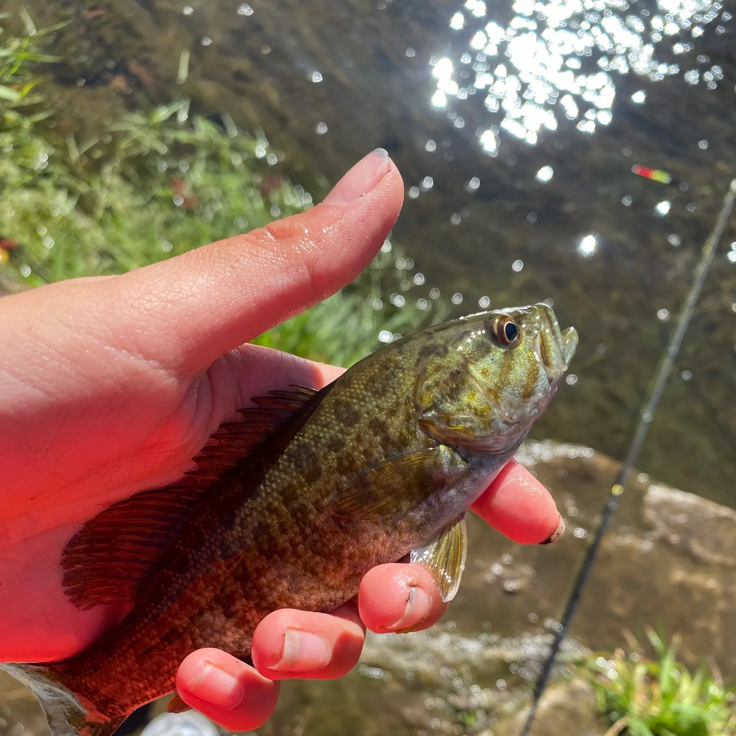 Smallmouth bass caught on Fishbrain