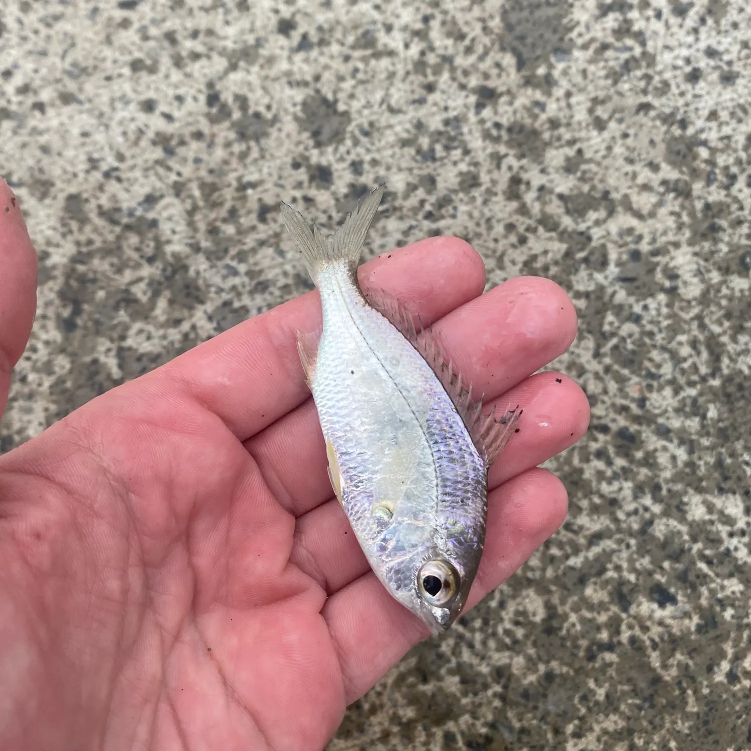 The most recent Common silver belly catches on Fishbrain