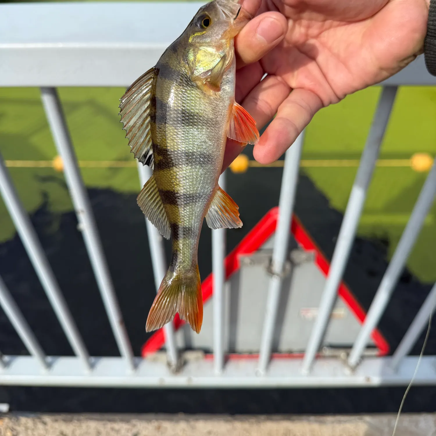 European perch caught on Fishbrain