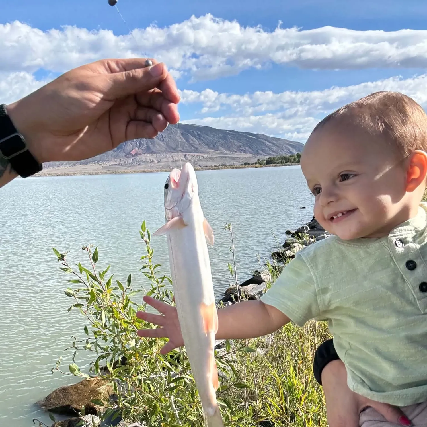 Rainbow trout caught on Fishbrain