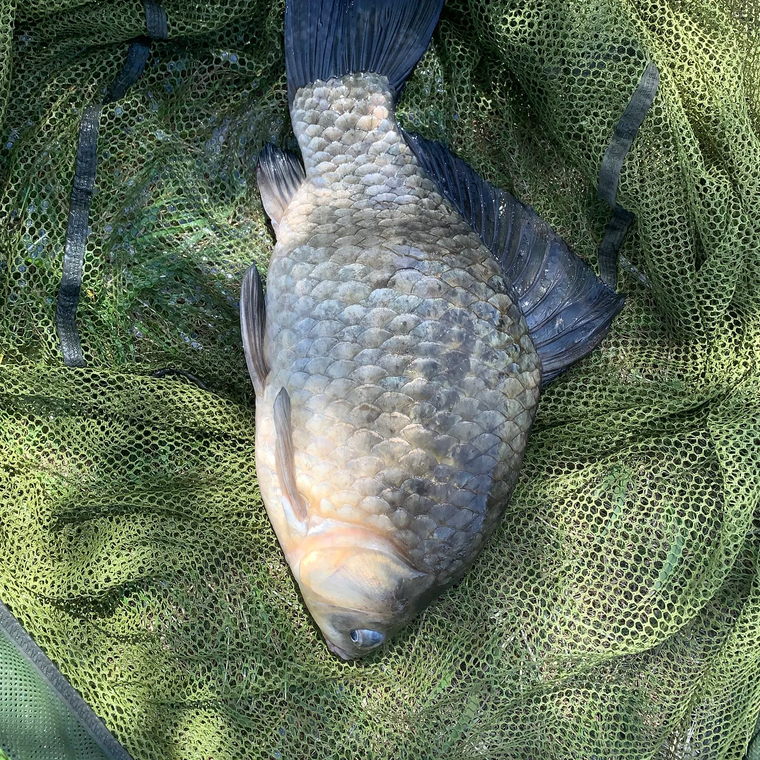 The most recent Prussian carp catches on Fishbrain