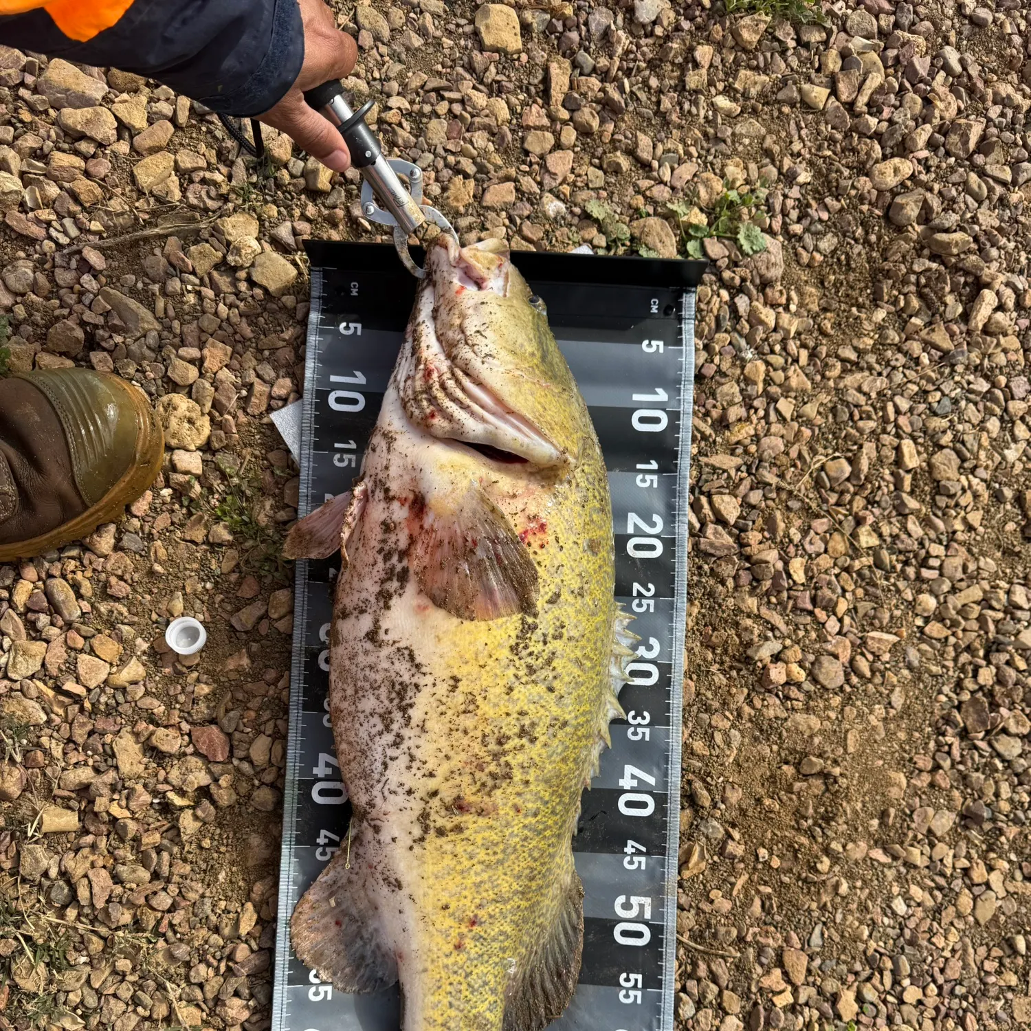 The most recent Murray cod catches on Fishbrain