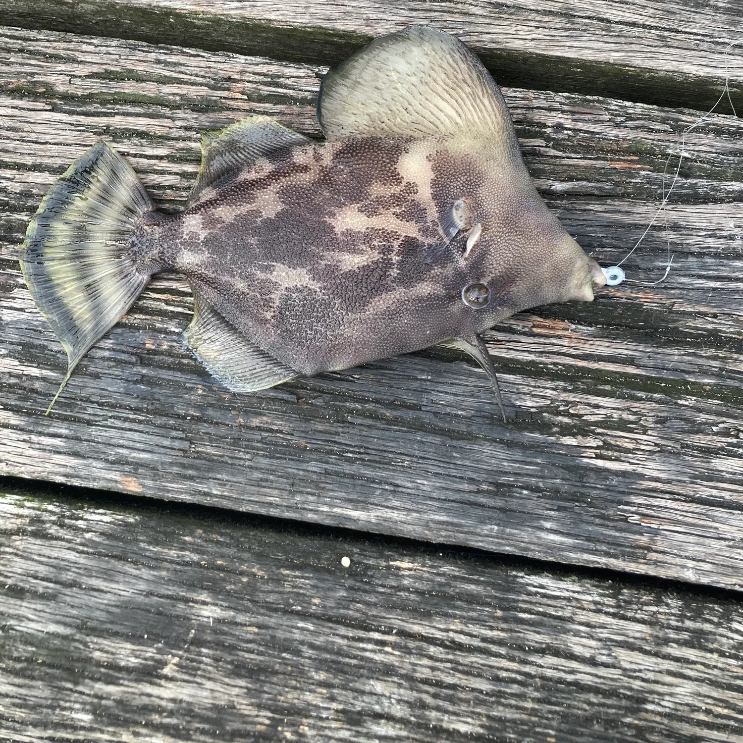 The most recent Large-scaled leatherjacket catches on Fishbrain