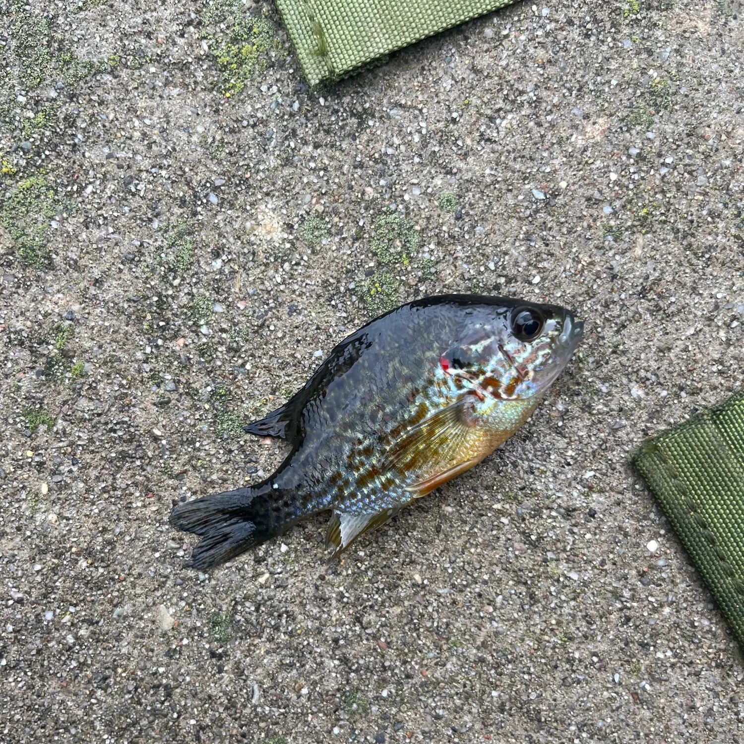 Pumpkinseed caught on Fishbrain