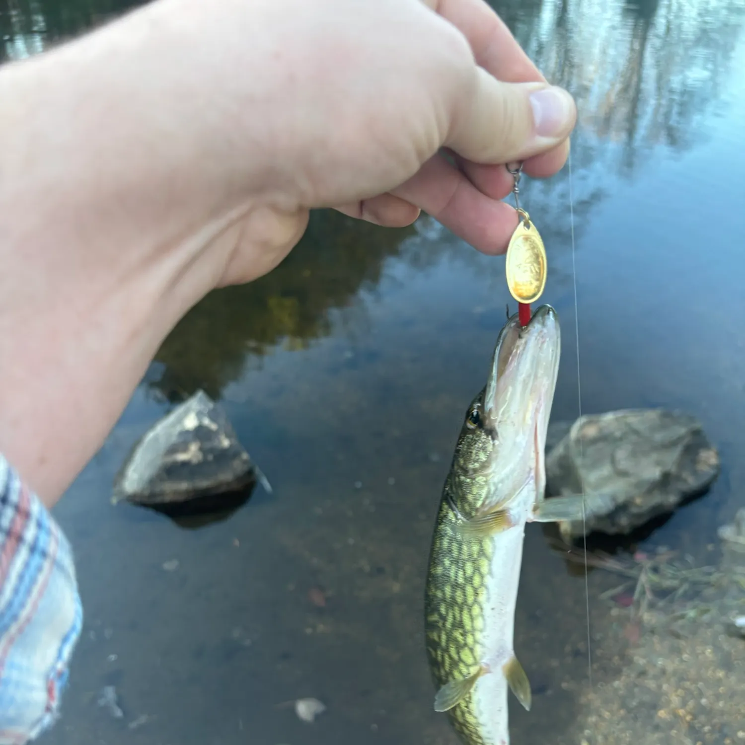 Chain pickerel caught on Fishbrain