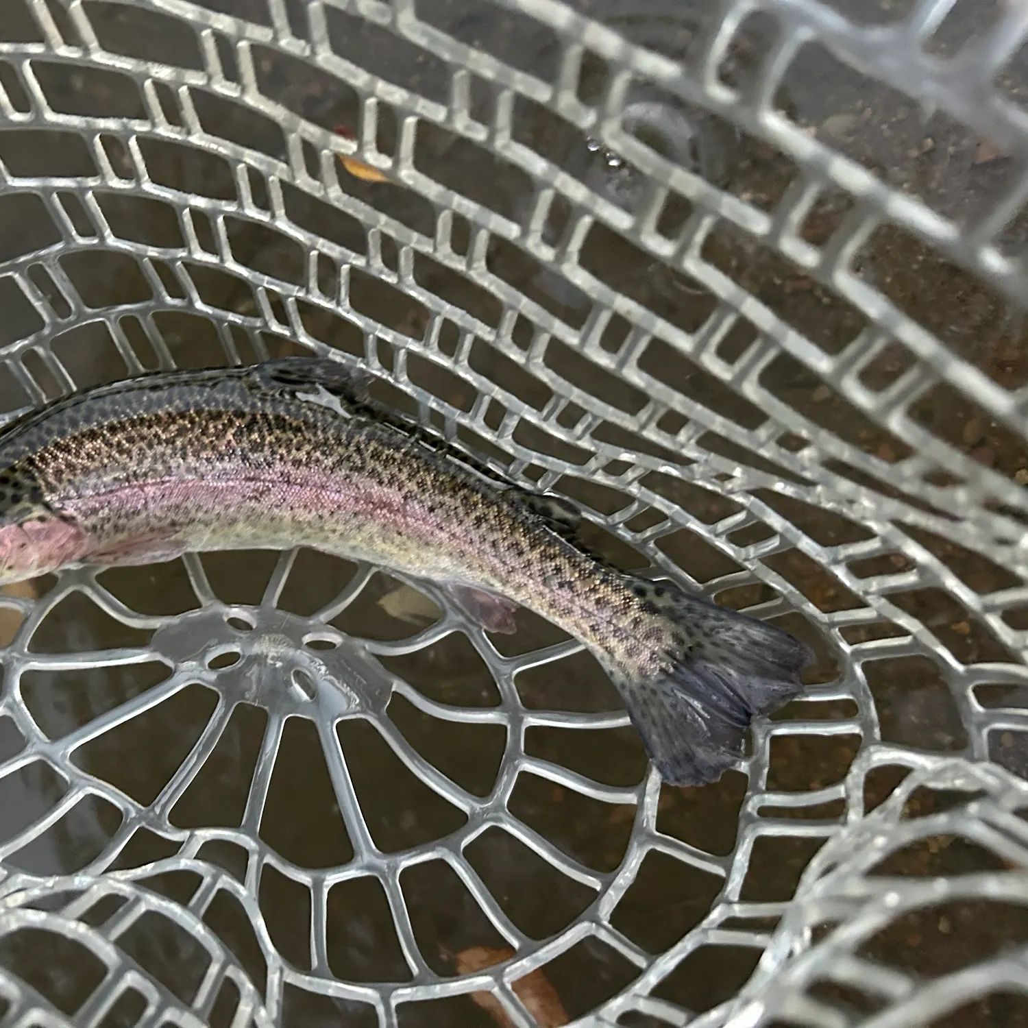 Rainbow trout caught on Fishbrain