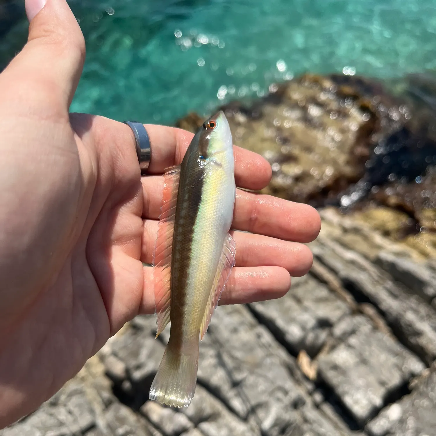 The most recent Mediterranean rainbow wrasse catches on Fishbrain