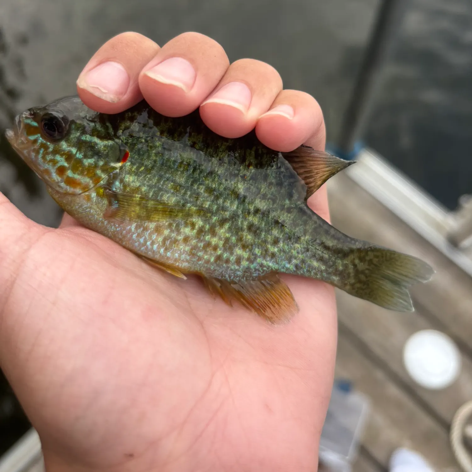 Redear sunfish caught on Fishbrain