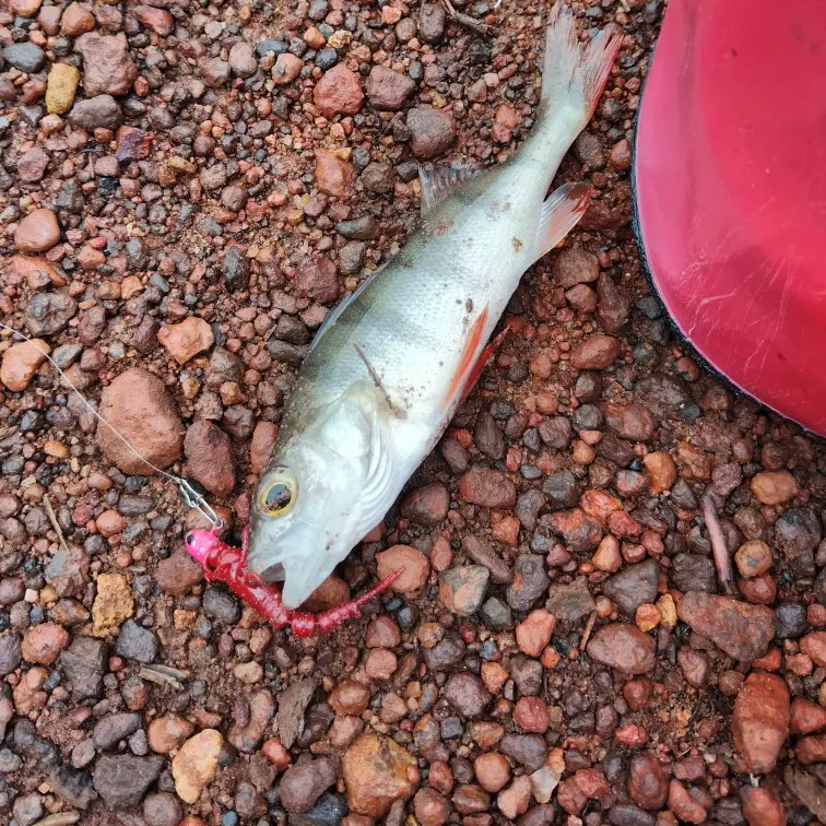 European perch caught on Fishbrain