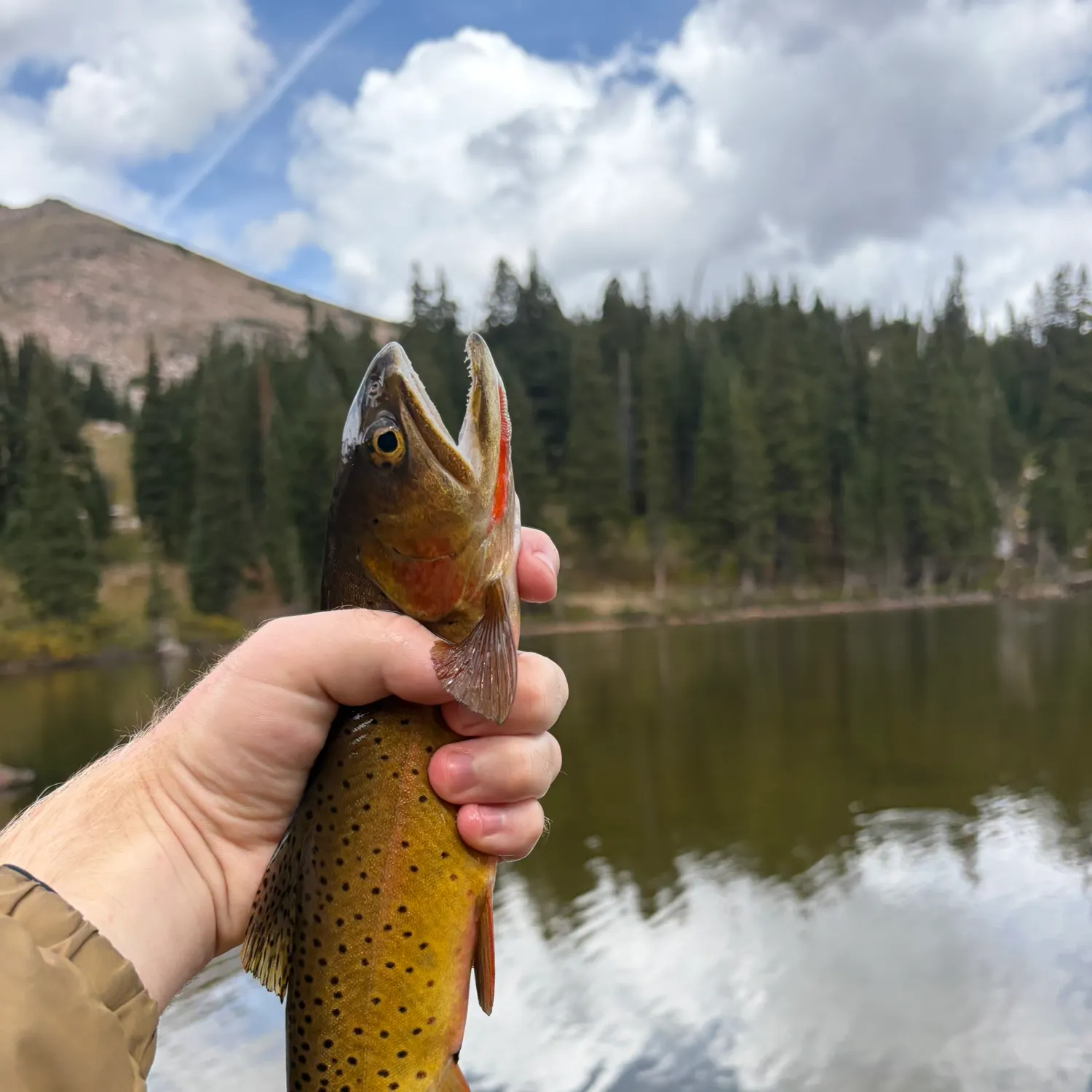 Greenback cutthroat trout caught on Fishbrain